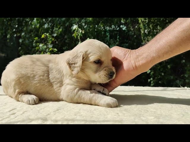 Golden Retriever cachorro en venta