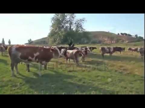 Panacea-Klange, Op. 161