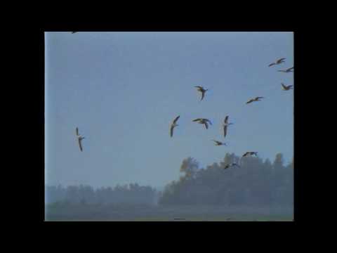 CHALAO - RESPIRA [VIDEO]