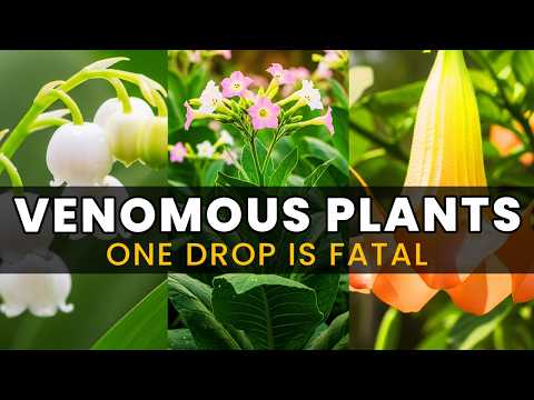 15 Most Venomous Plants on Earth (One Drop Can Be Fatal)