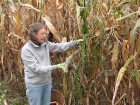 download lagu mp3 mp4 When To Harvest Flint Corn, download lagu When To Harvest Flint Corn gratis, unduh video klip When To Harvest Flint Corn