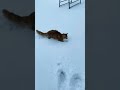 Cat Walks On Snow First Time