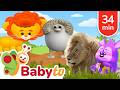Lion Adventures For Kids Meet The King Of The Animals BabyTVSP