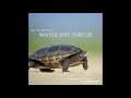 Watch Out Turtle  - (Chandrstudio feat. Valerii Maslov feat. Bensound)