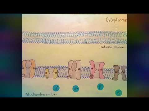 Abitur Biologie: Die Endoxidation der Atmungskette anschaulich erklärt