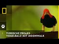 TIERISCHE FREAKS Vogelbalz Mit Moonwalk National Geographic
