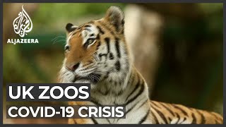 UK zoos' future threatened by COVID-19 lockdown