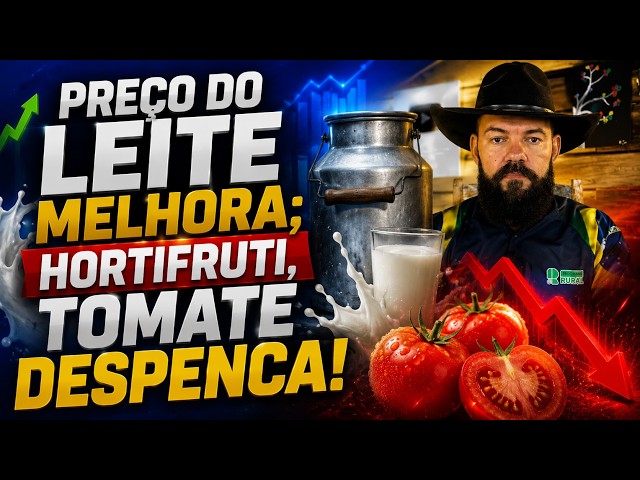 PREÇO DO LEITE melhora; HORTIFRUTI, tomate despenca!