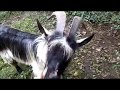 How To Milk A Goat