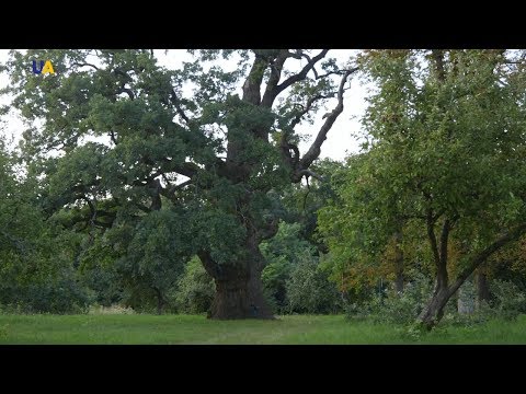 Thousand Year Old Oak Tree | Unexplored Ukraine