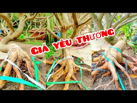 13 cây mai vàng gốc quái 30/4📲 O9I3443I39 Lâm Bến Tre người miền tây (@MaivàngQuêdừa)