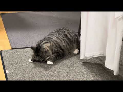 피죤 냄새에 뒹굴