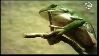 Plaza Sésamo (Sesame Street) - Frog Struggle Song/Long Hard Climb (Latin Spanish)