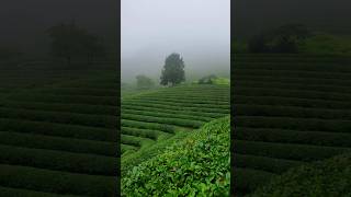 #Jeollanam-do #Boseong Luoghi da visitare #PostiBelliPerPasseggiare #DaehanDawon Piantagione di Tè Verde di Boseong #ViaggioDelWeekend #LimYoungwoong Ti amo