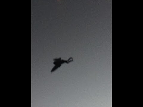 "Mothman" - Cryptid Türkçe