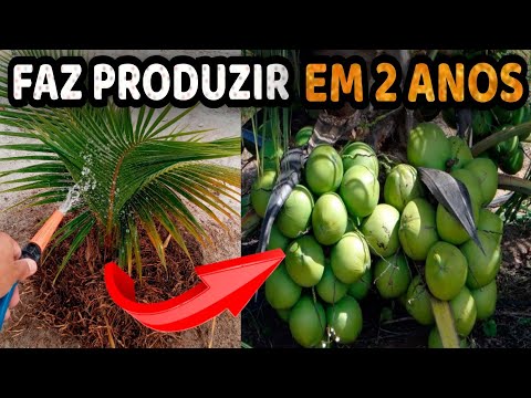 Como Adubar seu Coqueiro Anão - Faz Produzir em Até 2 Anos