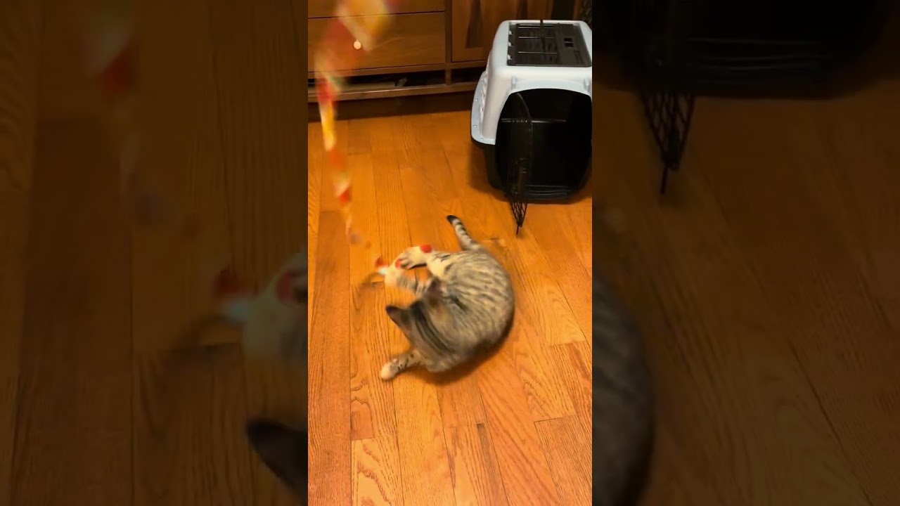 Stardust (Dusty), an adoptable Domestic Short Hair in Brooklyn , NY video 4/6