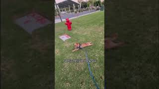 Video preview image #1 Chihuahua Puppy For Sale in Menifee, CA, USA