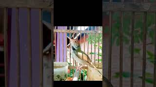 Download lagu pancingan prenjak lumut gacor#prenjaklumutgacor #prenjakgunung #shorts mp3