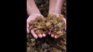 Download lagu HOW TO MAKE COWHIDE CRACKERS IN THE YOGYAKARTA AREA mp3 Download lagu HOW TO MAKE COWHIDE CRACKERS IN THE YOGYAKARTA AREA mp3