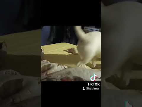 jackrussellinterrieri Äijä 6