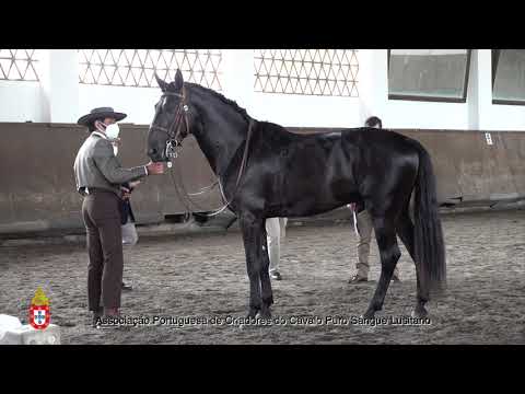 210424 7 Novinho MD - Aprovação de Garanhões