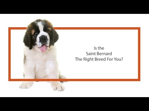 Saint Bernard