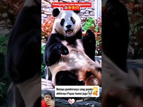 PANDA YANG LUCU DAN MENGGEMASKAN !