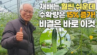 오이 수확량 15% 증가! 더 쉽게 재배하면서 매출은 증가한 비결