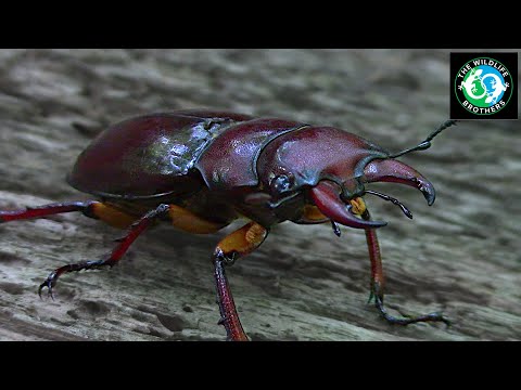 How Much Do You Know About Stag Beetles?