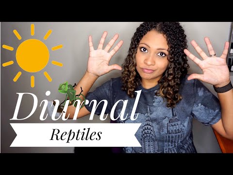 10 Awesome Diurnal Reptiles (Day Time Reptiles)