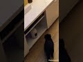 Wow Cute Cat Turns On The Xbox Shorts Funnycats