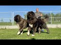 THE BIG BLACK DOG ZAFIR