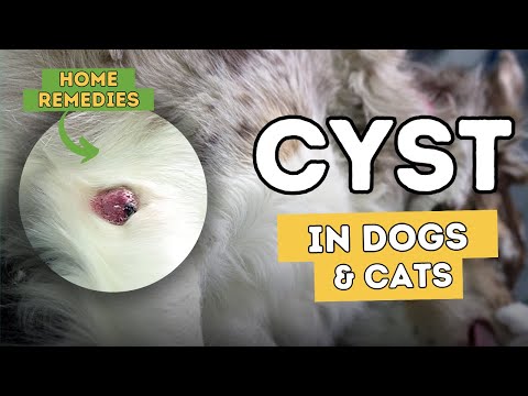 Cysts In Dogs and Cats: 5 Effective Natural Remedies