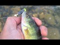 Video Thumbnail for Perch fishing #short #subscribe #shorts #fishing