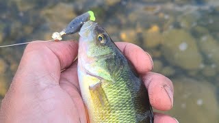 Perch fishing #short #subscribe #shorts #fishing
