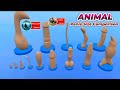 Animal Penises Size Comparison