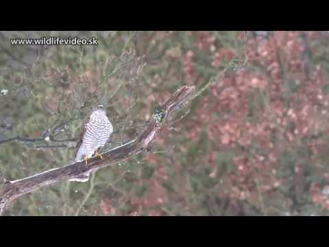 22. 1. 2019 - Jastrab krahulec (lat. Accipiter nisus)