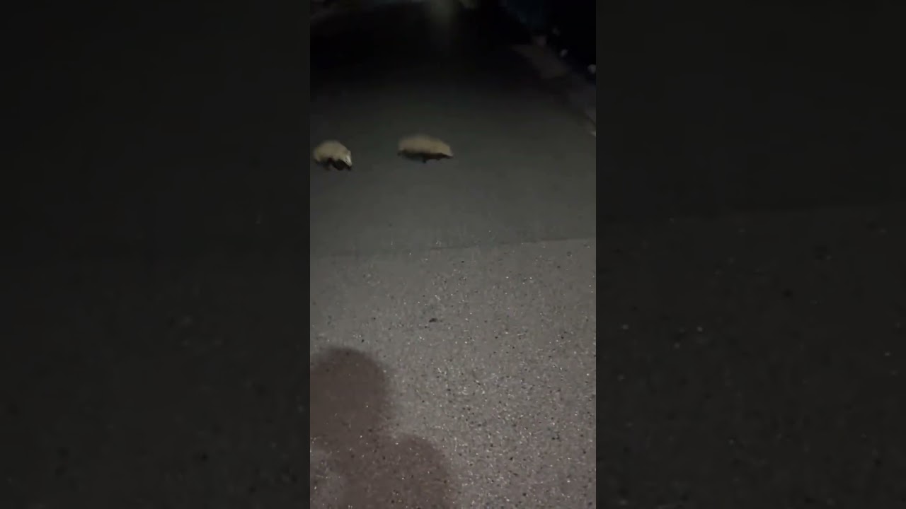 あつ森の喋り方みたいな得体の知れない生き物に出会ったけど多分向こうもなんやこいつって思ってるw #おすすめ #面白い #shorts #最後まで見てね