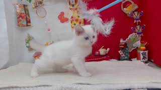 ラグドールの動画01