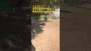 隙あらばドッグランから逃げようとします🐶 #shorts