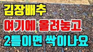 김장배추 2틀이면 실패없이 완벽하게 모종이 됩니다.