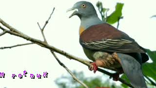 Download lagu Suara Punai Siul Untuk Pikat mp3 Download lagu Suara Punai Siul Untuk Pikat mp3