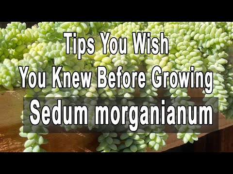 Gardening Tips You Wish You Knew Before Growing Sedum morganianum