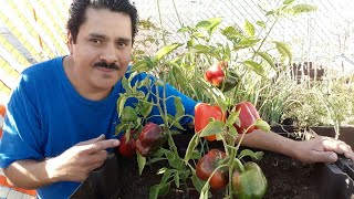Siembra y disfruta de pimientos en casa