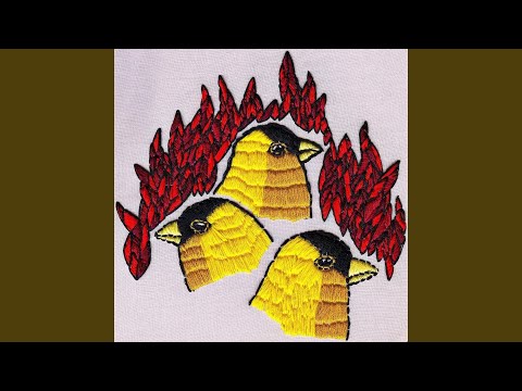Goldfinch Nocturne - ROAR