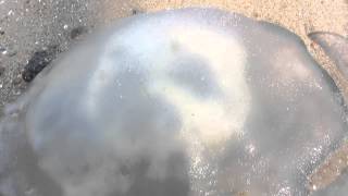 preview picture of video 'MONSTROUS - Huge stinging jellyfish washed up on the beach at Hua Hin , Thailand'