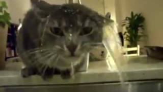 Thirsty cat Video