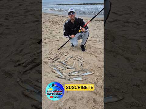 Gran pesca de pejerreyes de costa