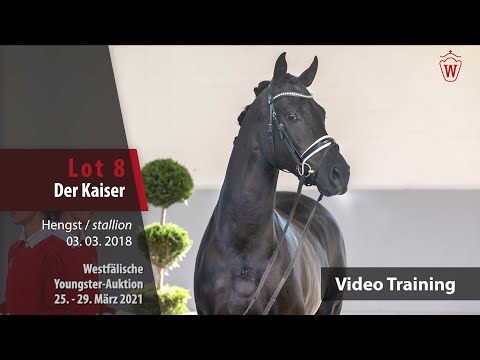 Westf.Youngster-Auktion Trainingsvideo Lot 8 Der Kaiser Hengst v. Don Nobless - Sir Donnerhall